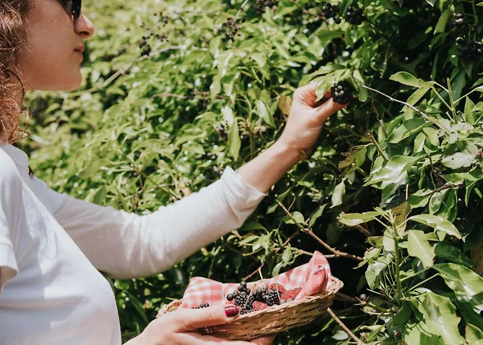 Apartman 'sofia' Mit Pool By Interhome *